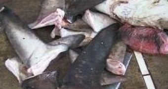Four Times More Sharks Slaughtered Annually for Their Fins Than Previously Thought