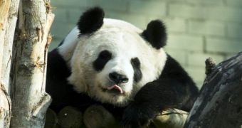Giant panda living at Edinburgh Zoo might be pregnant