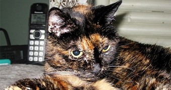 Tiffany Two, the Oldest Cat in the World, Dies at the Age of 27