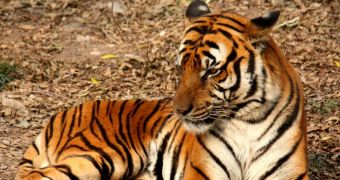 Tiger pelt discovered close to national park in India, authorities suspect poaching
