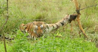 Tigress caught in barbed wire fence is rescued by villagers