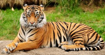 Conservanionists and park rangers in India are now carrying out a tiger census