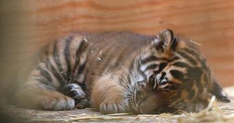 Tiger cub living at the San Francisco Zoo rests after having made its first public appearance