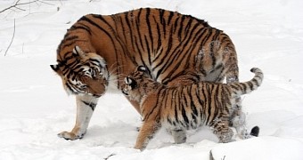 Amur tigers are in danger of going extinct