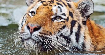 Fewer than 3,200 tigers remain in the wild, the UN estimates