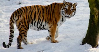 Tiger Killer Gets $18,500 Fine, 14 Months of Disciplinary Labor