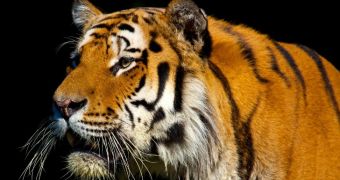 Tiger Kills Zoo Keeper While Trying to Escape
