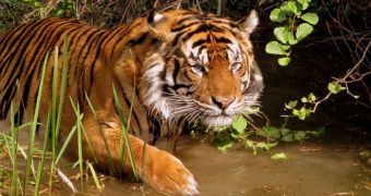 Conservationists warn that tiger poaching is on the rise in India