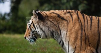Tiger Powered Fuduntu 2013.1 Distro Has Netflix and Steam Beta