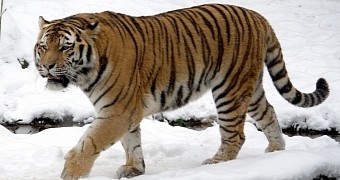 Some time ago, several rescued tigers were released back into the wild in Russia