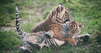 Tiger Triplets Born at Zoo in the US Are Totally Adorbs