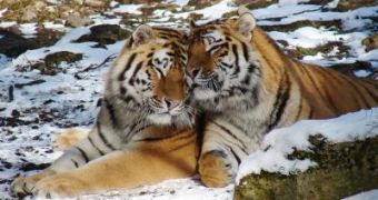 Tigers in Nepal have adapted to co-existing with humans