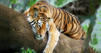 People in India almost kill two tigers that stray into their village