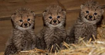 Burgers' Zoo in the Netherlands is now home to three baby cheetahs