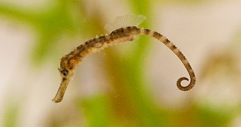 Georgia Aquarium is now home to a group of baby big-belly seahorses