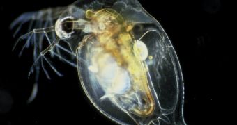 This tiny crustacean has 31,000 genes. Humans only have 23,000
