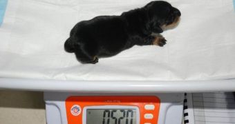Mini Winnie is Britain's first cloned dog
