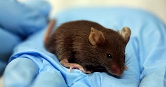 Tiny Motors Powered by Stomach Acid Go for a Spin Inside Lab Mice