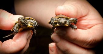 Baby turtles are expected to help save their species from extinction