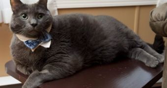 Obese cat named Tiny slims down, finds a home