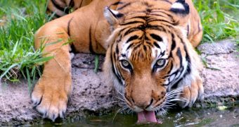 Widlife researchers say that tigers will go extinct unless their prey is also given some degree of protection
