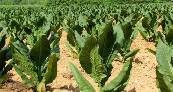Oil from tobacco leaves could be a new and effective pesticide