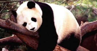 Baby giant panda is born at Tokyo zoo