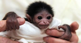 Jackson Zoo in Mississippi in Mississippi welcomes baby white-handed gibbon