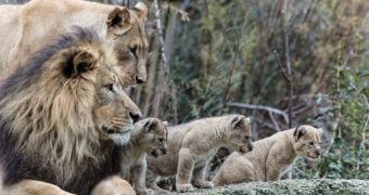 Lion cubs and their old folks behave like a pride, keepers at Zoo Basel in Switzerland say