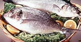 Too Much Fish May Be Harmful for Pregnant Women