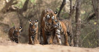 Too Much Money Is Spent on Trying to Protect India's Tigers