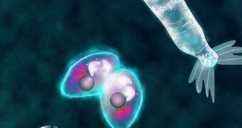 As organisms evolved from simple prokaryotes to multicellular organisms, their strategies for internal energy partitioning dramatically changed as illustrated by a recent mathematical model
