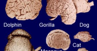 Some mammalian brains