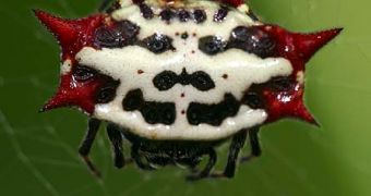 Spiny Orbweaver Spider - Gasteracantha cancriformis