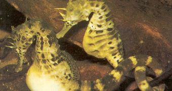 Pregnant male seahorse (left) compared to non-pregnant individual