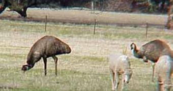 Emus and sheep in Australia