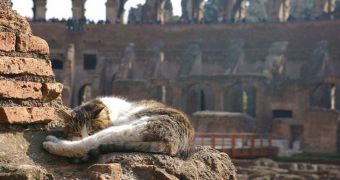 A cat shelter among Roman ruins faces extinction