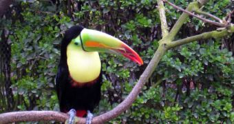Toucans use their massive beaks to regulate their core temperature, a new study proposes