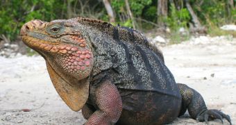 Tourists should not feed iguanas living in the Bahamas, researchers say