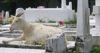 Town in Vermont uses sheep, goats to control the vegetation in the local cemeteries