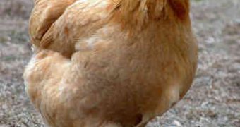 Community Mourns the Loss of a Kidnapped Chicken