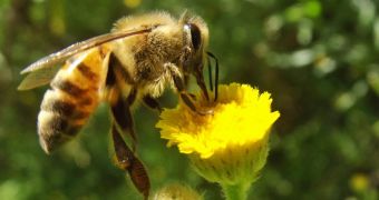 Greenpeace study finds traces of dozens of toxic chemical compounds in the pollen collected by European bees