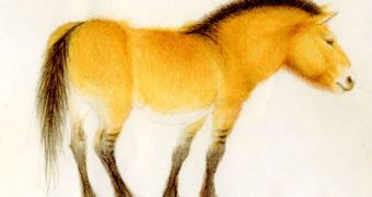 A reconstruction of the tarpan, the first domesticated horse