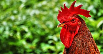 Genetically modified chickens stop the spreading of the avian influenza virus.