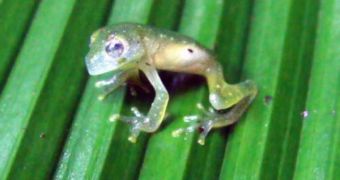 Transparent frogs are very difficult to spot in their natural habitat