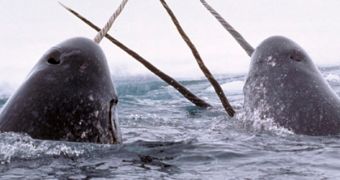 A picture of several narwhals playing on the surface of the Arctic ocean