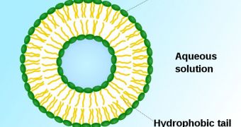 This is the basic structure of a liposome. The center is filled with a radioactive isotope in the new therapy developed at UTHSC