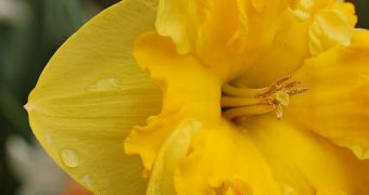 Daffodils in South Africa may hold the key to treating depression