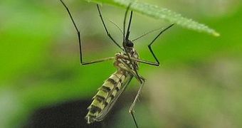 The Anopheles mosquito bite transmits malaria