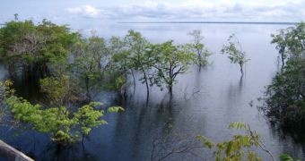 A picture of trees surrounded by the Amazon